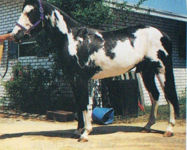 horse Midnight Sonny Dee (Paint Horse, 1996, from Sonnys Kidnap)