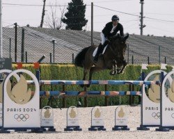 jumper Quintus-L (Belgian Warmblood, 2016, from Nabab de Rêve)