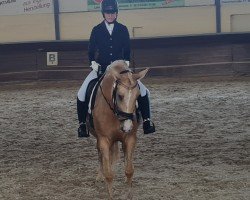 dressage horse Havanna 213 (unknown,  )