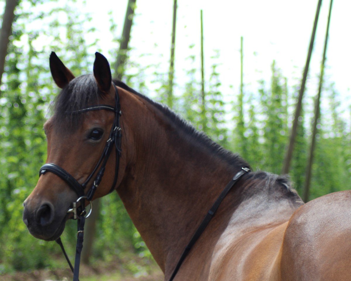 horse Patchouli (German Riding Pony, 2008, from Davidoff)