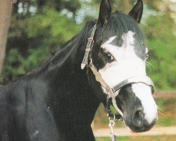 stallion Custom Built Fleet (Paint Horse,  , from Jr Norfleet)