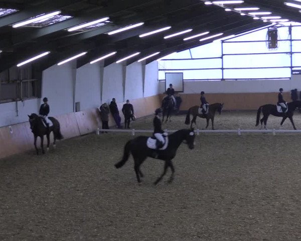 Reitturnier Datteln 2021