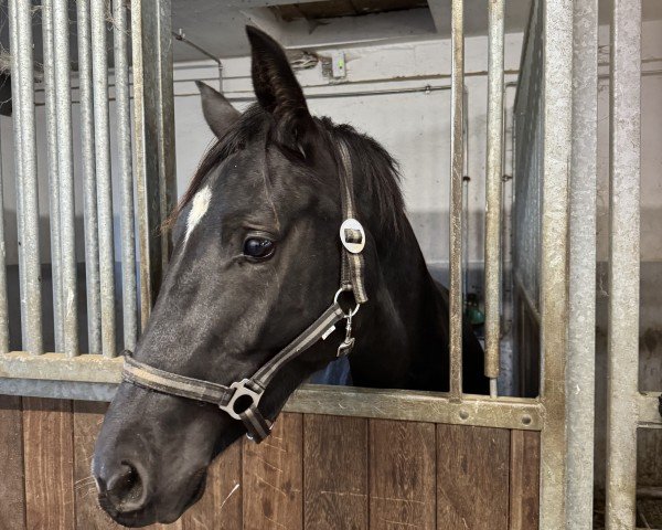 broodmare Rose (Oldenburg, 2022, from Cornet de Semilly)