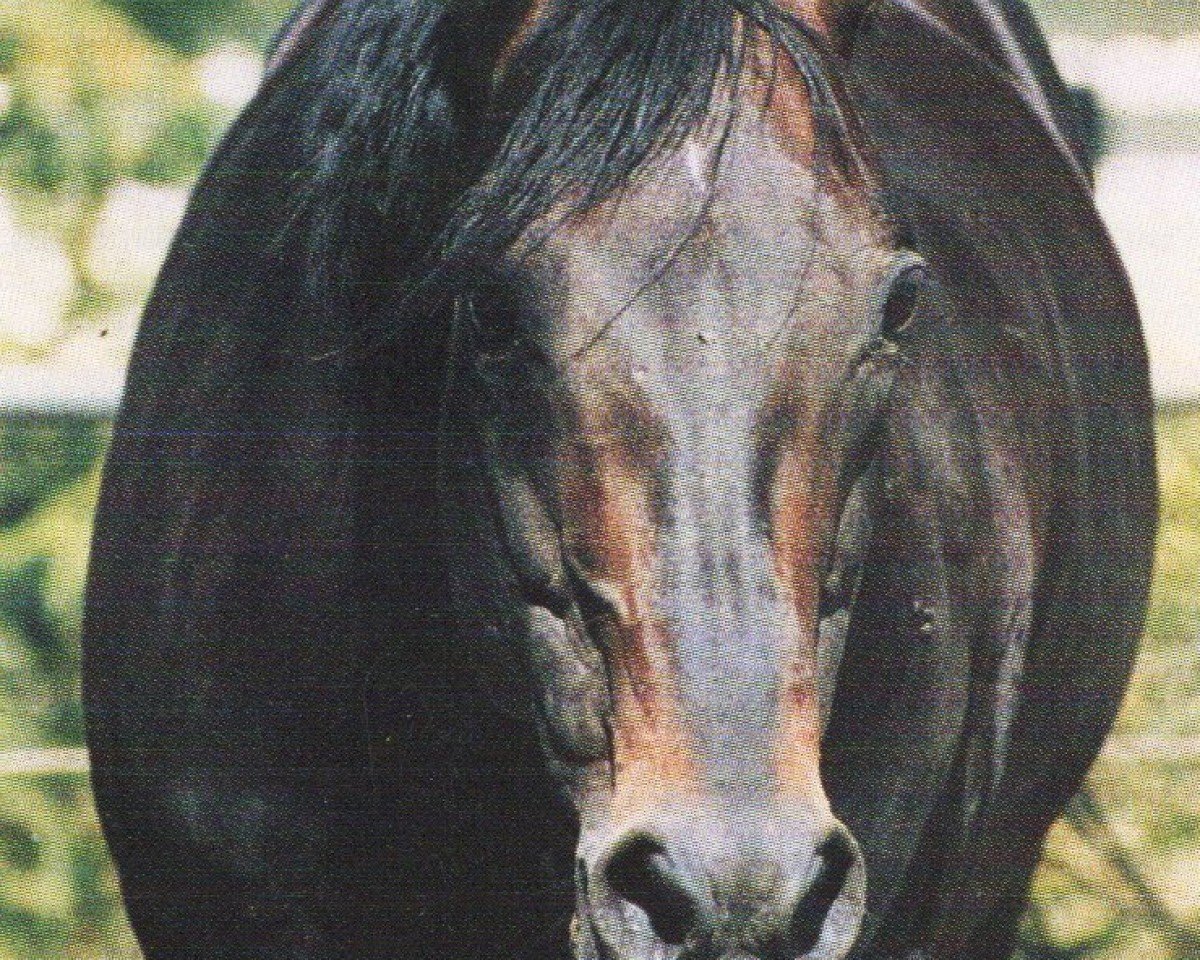 Deckhengst Docs Royal Lancer (Quarter Horse, 1980)