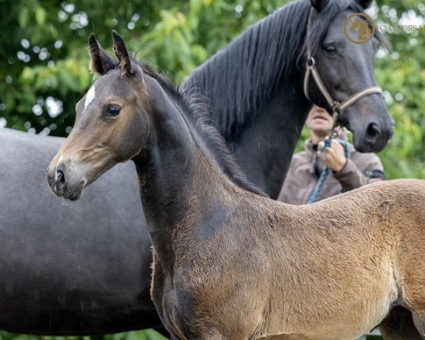 horse Ludovic Z (Zangersheide riding horse, 2021, from Le Blue Diamond v't Ruytershof)