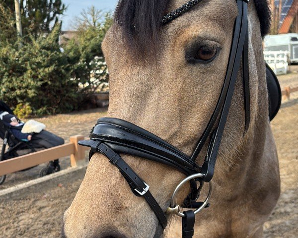 dressage horse D-Power's Sweet Kiss NET (German Riding Pony, 2019, from D-Power AT)