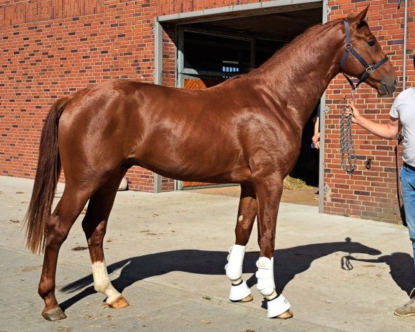 horse Max (Hanoverian, 2021, from Belissimo NRW)