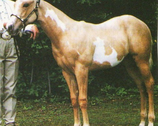 horse Dixon Rox A Star (Paint Horse, 1999, from Mardelle Dixon)