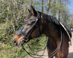 dressage horse Friend of Mine 5 (Hanoverian, 2014, from Fürst Wilhelm)