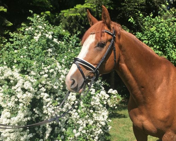 dressage horse Crispin 17 (Holsteiner, 2010, from Cassiano)