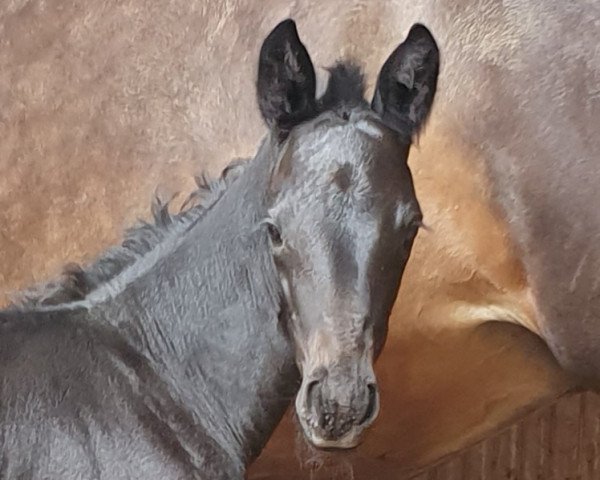 horse Hengst von Dezember X Honoré du Soir (Trakehner, 2021, from Dezember)