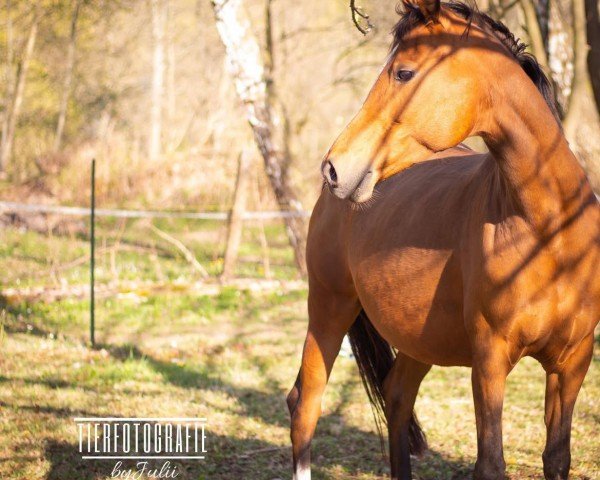 broodmare Goldina (German Riding Pony, 2008, from Da Capo)