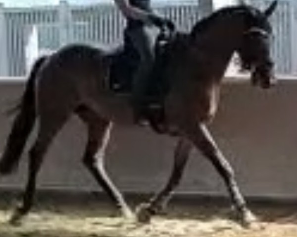 horse Ponti (Westphalian, 2013, from Ullrich Equine's Pontecini)