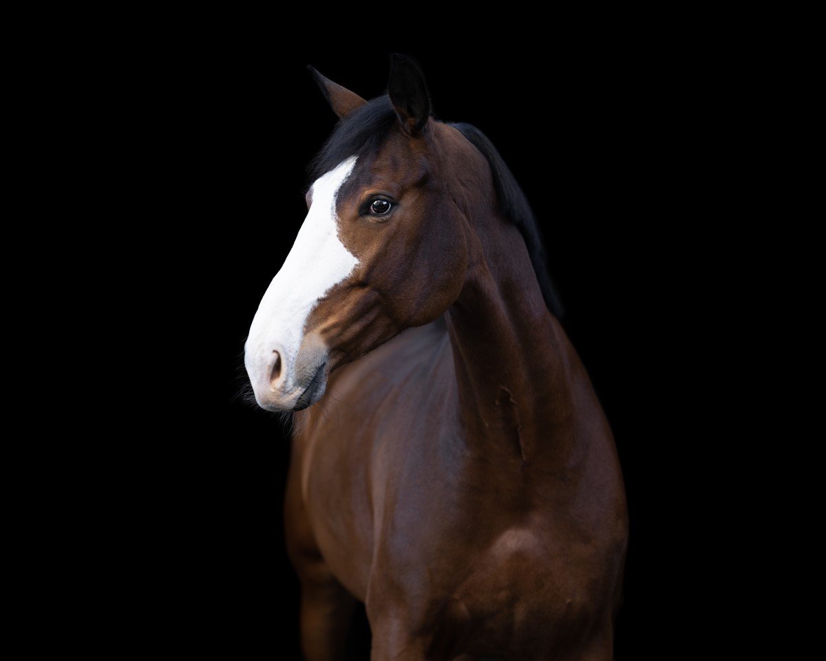 Caballo de salto Di-Coco-H (Oldenburgués, 2017, de Diamant de Quidam - H OLD)