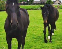 Springpferd Pillepalle CL (KWPN (Niederländisches Warmblut), 2020)