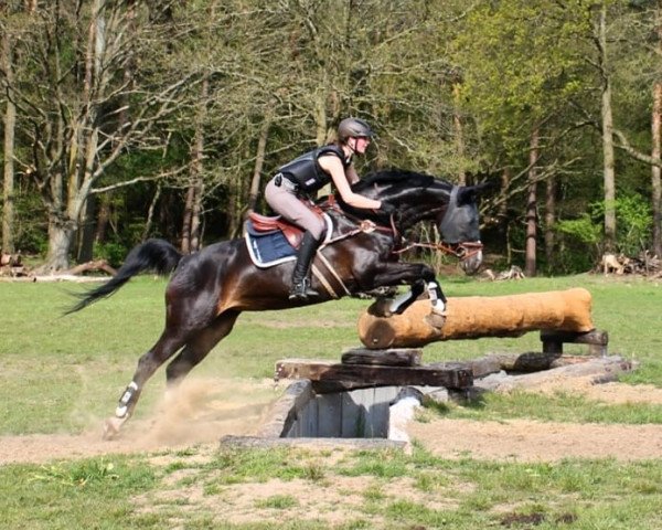 jumper Santana 952 (Westphalian, 2005, from Sir Puschkin)