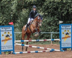 jumper Calamero (KWPN (Royal Dutch Sporthorse), 2015, from Zavall VDL)