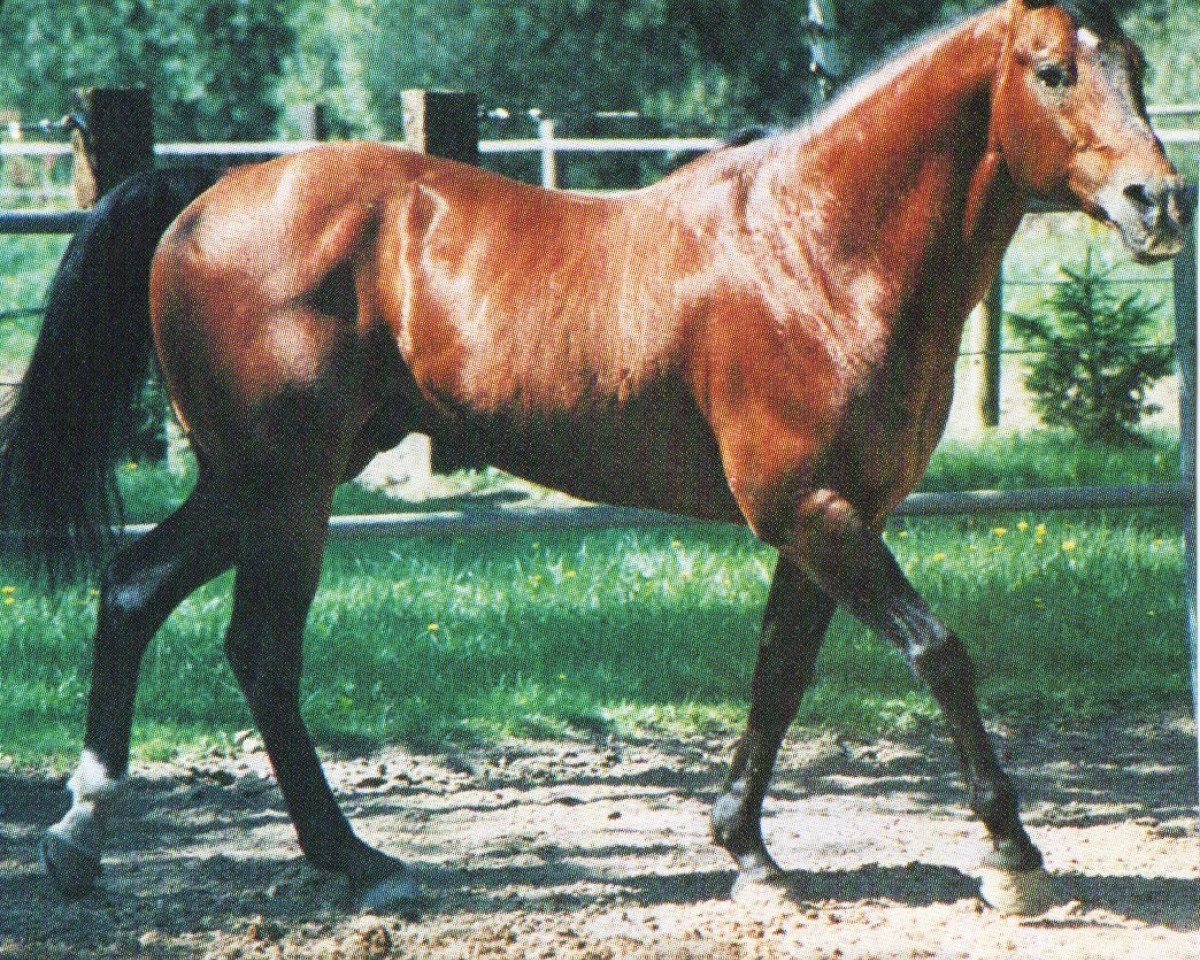 horse Pocodo (Quarter Horse, 1976, from Doc Bar)