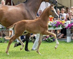 Pferd Invincible (Westfale, 2023, von Iron)