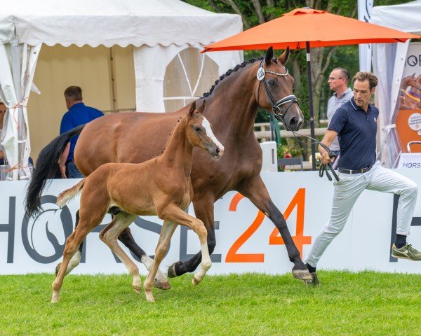 broodmare Felicitas (Westphalian, 2009, from Floresco NRW)