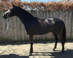 dressage horse Felix W 6 (Westphalian, 2016, from Fürsten-Look)