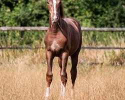 Pferd Jealousity Sunday (Westfale, 2019, von Janeiro Platinum)