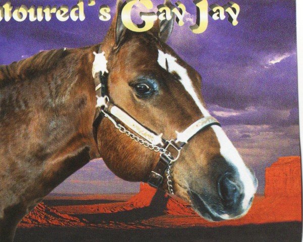 horse Contoured´s Gay Jay (Quarter Horse, 1996, from Contoured)