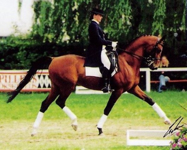 stallion Sarid ox (Arabian purebred, 1989, from Sawlagan EAO)