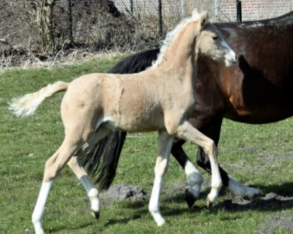 horse Mr. Charming (German Riding Pony, 2018, from FS Mr. President)