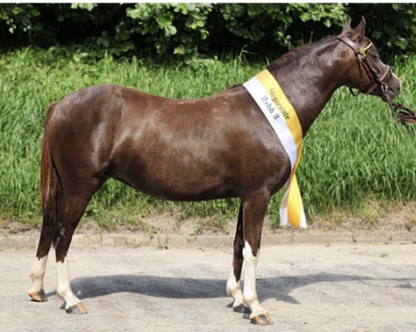 broodmare Prigo`s Dewdrop (Welsh-Pony (Section B), 2013, from Keizershoek Feste)