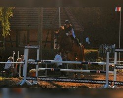 broodmare Baerbel Song (Mecklenburg, 2009, from Baloubrie)