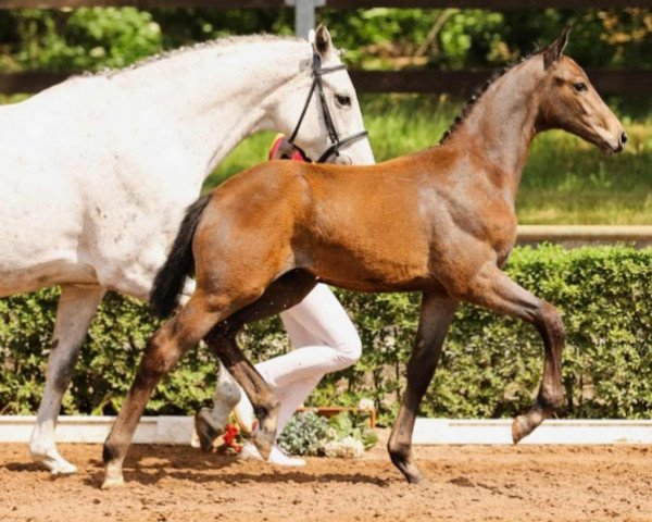 horse v. Mumbai (German Sport Horse, 2021, from Mumbai)