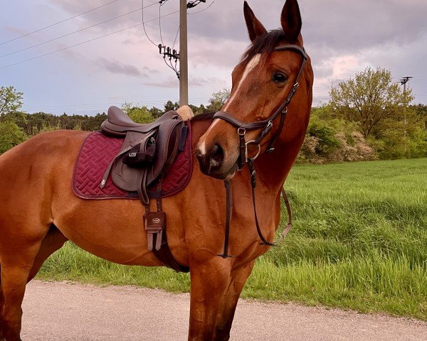 horse Adelheid Tedesca Motion (Trakehner, 2019, from High Motion 2)