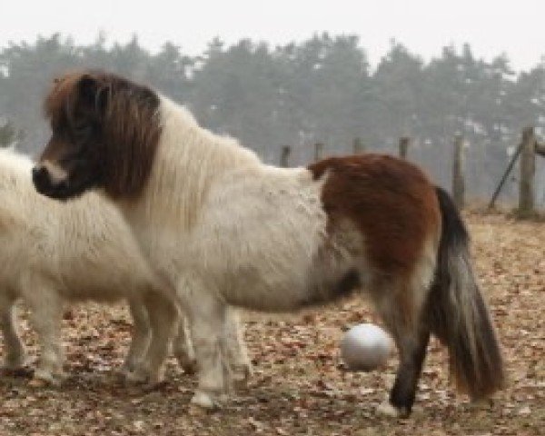 stallion Coockey van Bergeno (Shetland pony (under 87 cm), 2009, from Jasper van 't Heidepark)