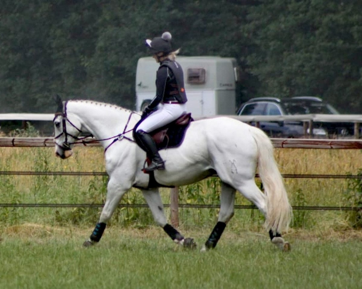 Springpferd Fritzi Jones B (Hannoveraner, 2008, von For Success)