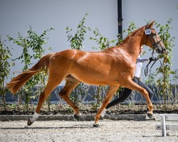 jumper Malou CH (Swiss Warmblood, 2021, from Stanley)