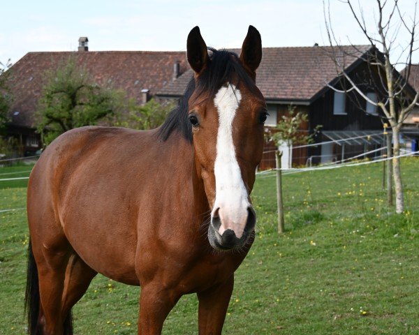 horse Mescalero CH (Swiss Warmblood, 2022, from Cascadello)