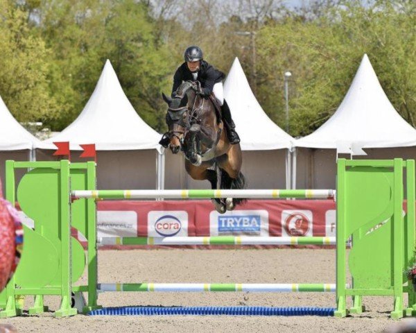 jumper Okina van de Bien (Belgian Warmblood, 2014, from Toulon)