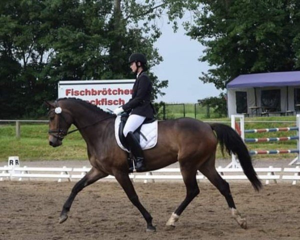 Zuchtstute Giselle 106 (Deutsches Sportpferd, 2012, von Ciaco's Son S)