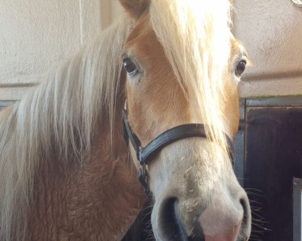 broodmare Hilda (Haflinger, 2022)