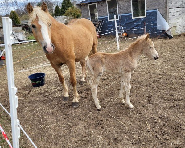 broodmare Luna CH (Haflinger, 2023)