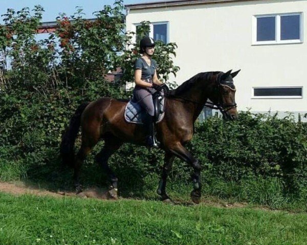 Zuchtstute Grandiosa 84 (Deutsches Sportpferd, 2003, von Accusé)
