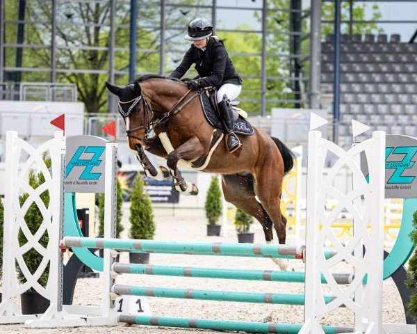 Springpferd Cup HZ (Hannoveraner, 2019, von Cup Cooper)