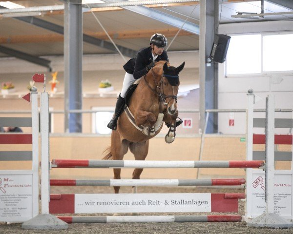 jumper Cornet's Carlchen vom Heimental (German Sport Horse, 2020, from Cornet's Quaprice)