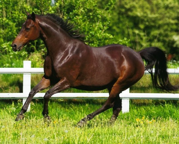 broodmare Roncha (Trakehner, 1999, from Abisko)