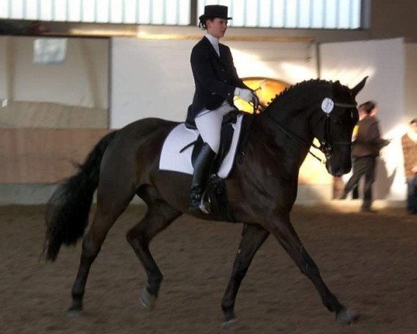 horse Flemming 20 (Westphalian, 1996, from First Flair R)