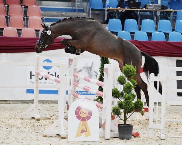 Deckhengst Cornato MW (Deutsches Sportpferd, 2018, von Cornet Obolensky)