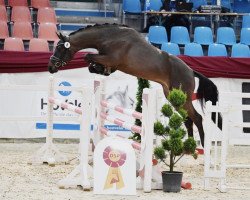 stallion Cornato MW (German Sport Horse, 2018, from Cornet Obolensky)