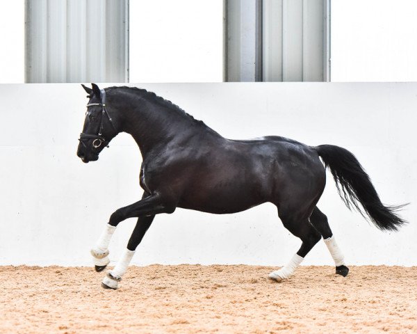 stallion Devivio (Oldenburg, 2012, from Desperado)