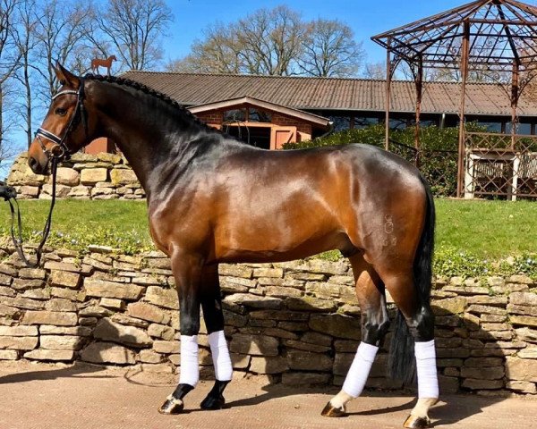 Pferd Recall (Oldenburger, 2017, von Revolution)